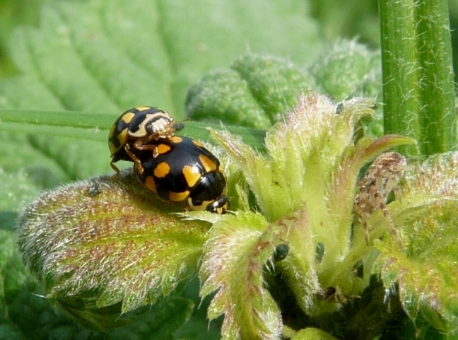 Coccinelle e ragnetto guardone